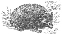 imagette de bas de page