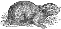 imagette de bas de page