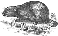 imagette de bas de page