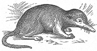 imagette de bas de page no 1704