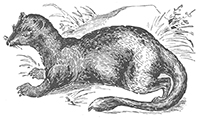 imagette de bas de page