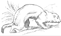 imagette de bas de page