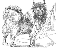 imagette de bas de page