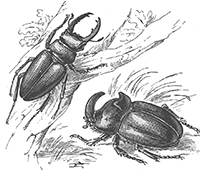 imagette de bes de page