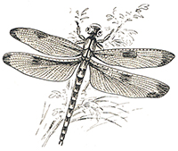 imagette de bas de page no 1801