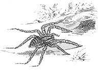 imagette de bas de page