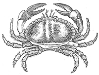 imagette de bas de page