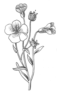 imagette de bas de page
