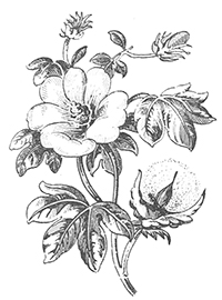 imagette de bas de page