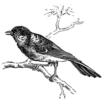 imagette de bas de page