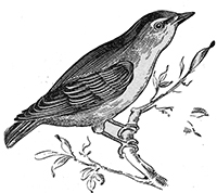 imagette de bas de page no 1812
