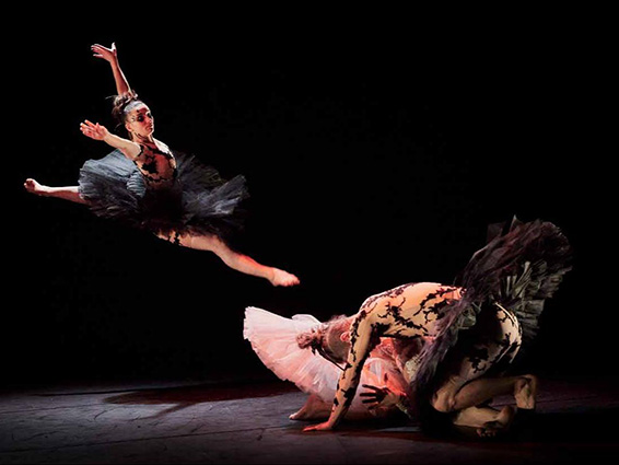 Le Lac des Cygnes de Florence Caillon et ses acro-danseurs. Mondeville le 30 novembre 2023. Photographie © Christophe Raynaud De Lage.