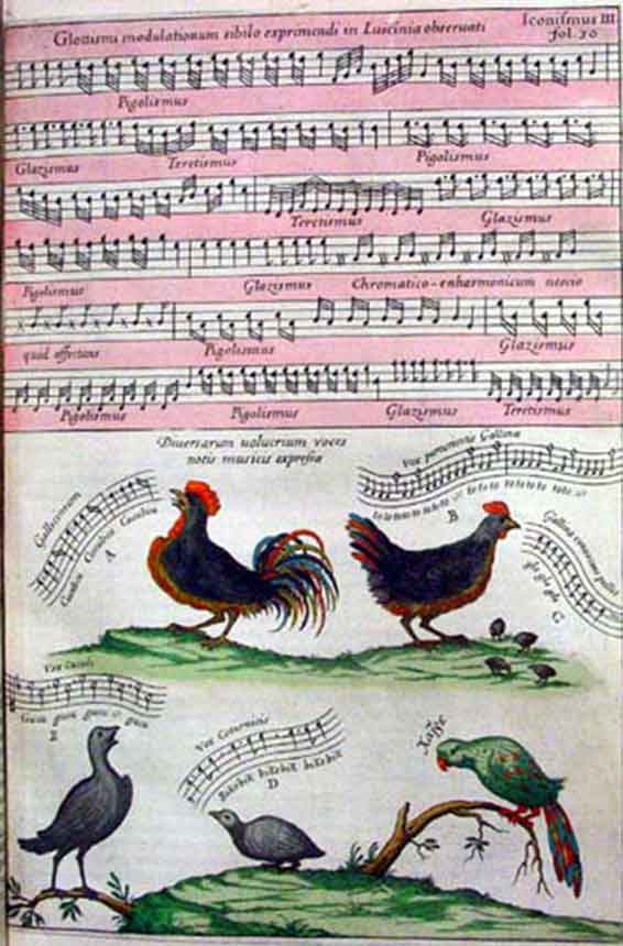 Athanasius Kircher :  les oiseaux chantants