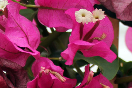 bougainvillier