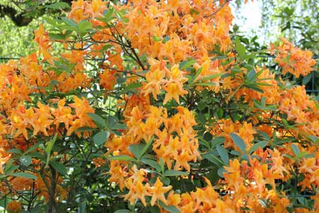 fleurs dans le jardin