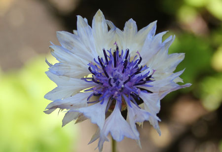 fleurs du balcon