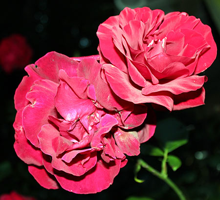 Roses du Belvédère