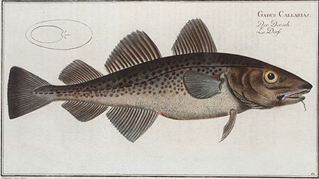 poisson de juillet