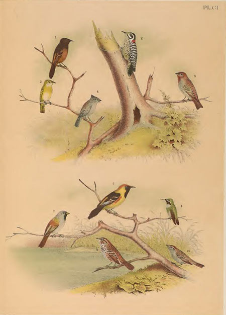 Birds of north america