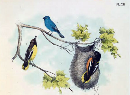 Birds of North america