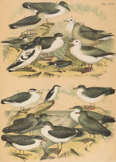 birds of north america