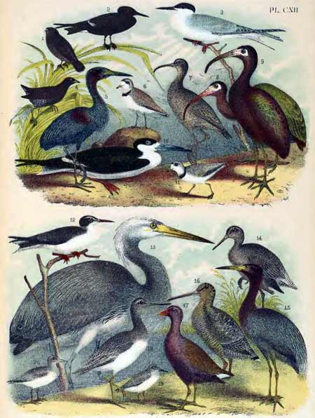 birds of north america