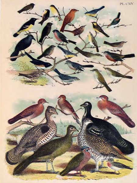 birdes of north america