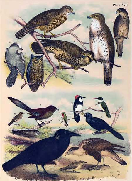 birds of north america