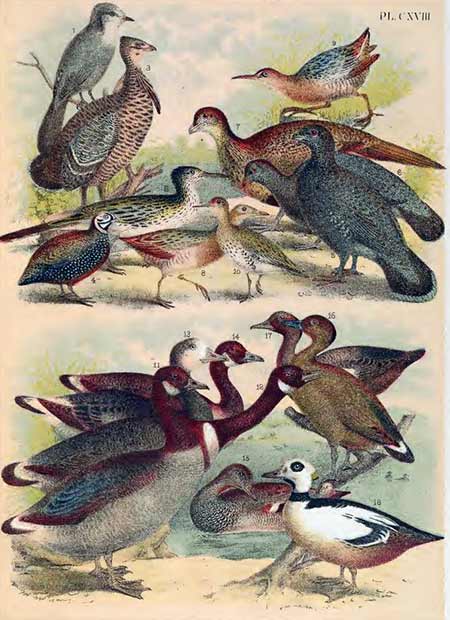 birds of north america