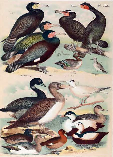 birds of north america