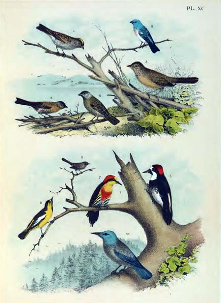 Birds of north america