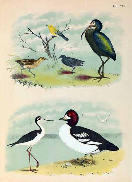 birds of north america