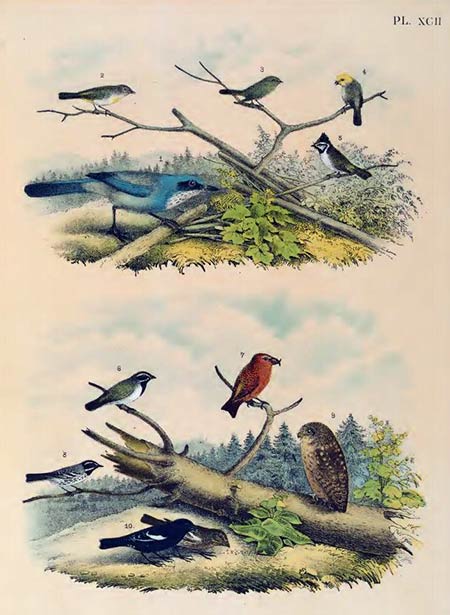 birds of north america