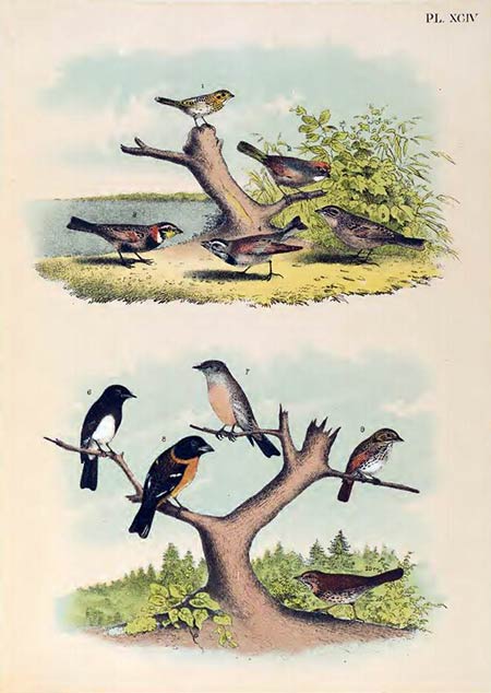 birds of north america