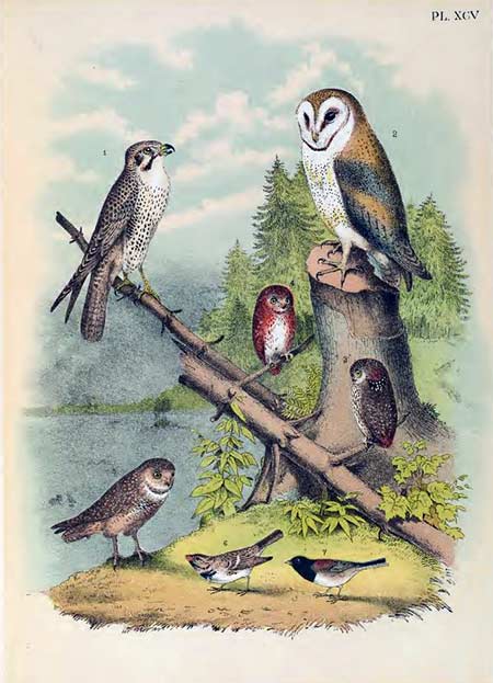 birds of north america