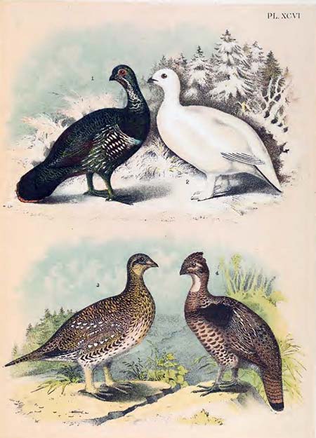 birds of north america