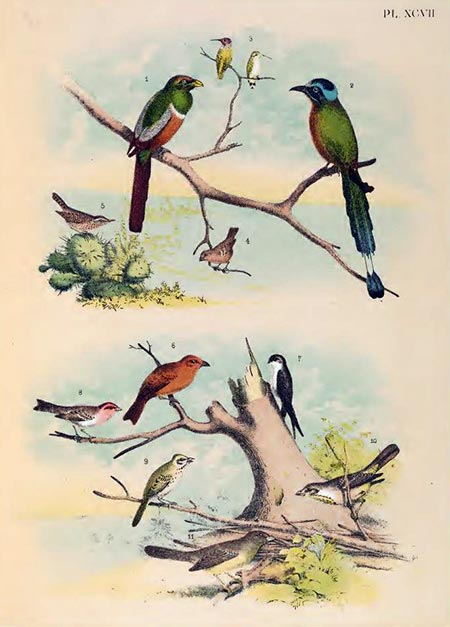 birds of north america