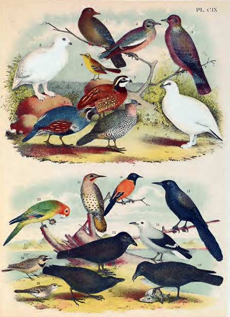 birds of north america