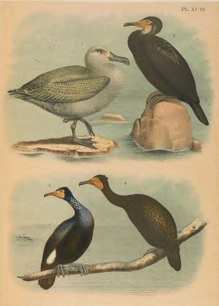 birds of north america