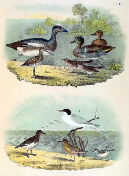 Birds of North America