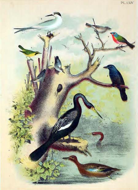 BIrds of north america