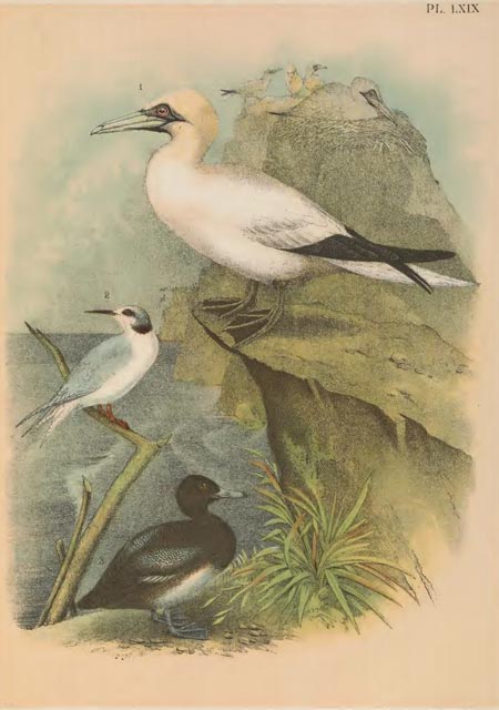 birds of north america