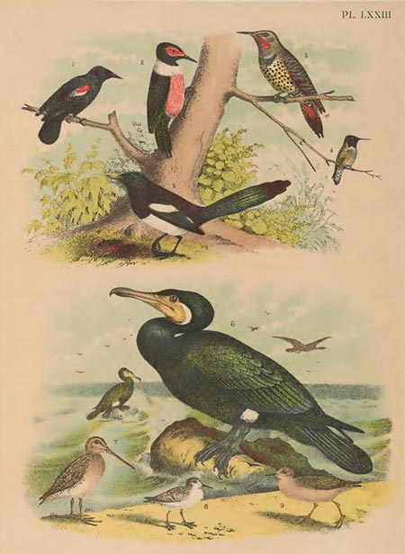 birds of north america