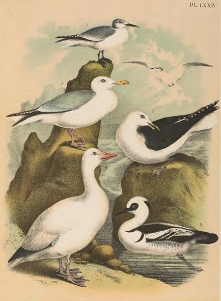 Birds of North America