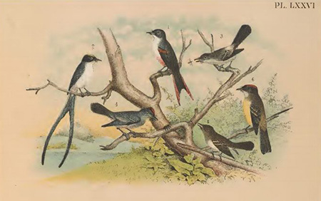 birds of north america