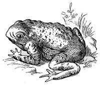 grenouille