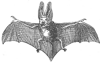 chauve-souris